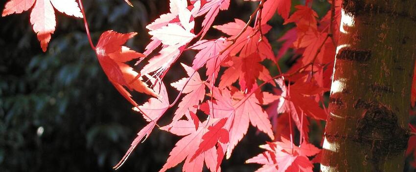 MA Course in Japanese Literature