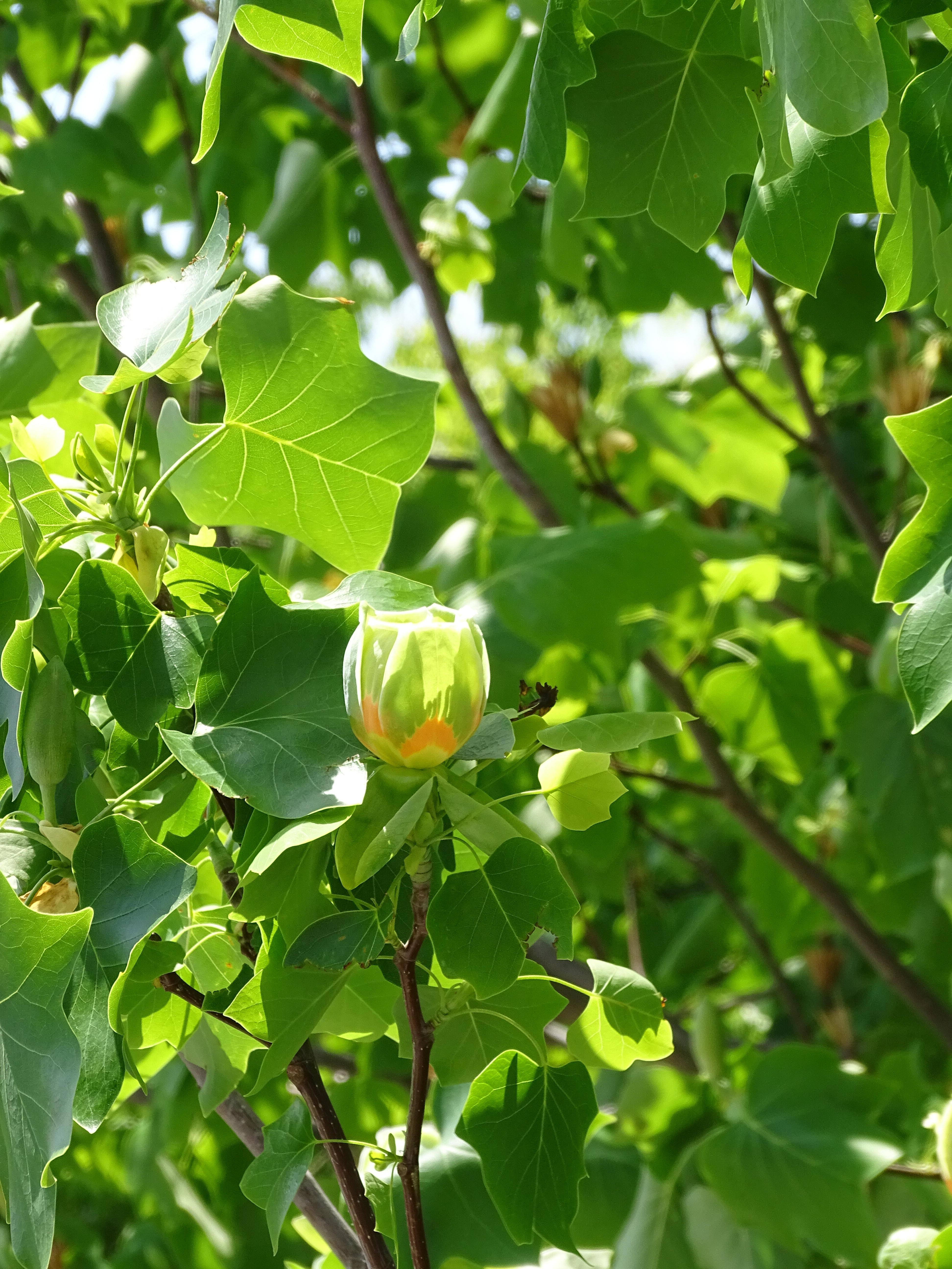 26_GPWU_Yurinoki_20260428_03.JPG