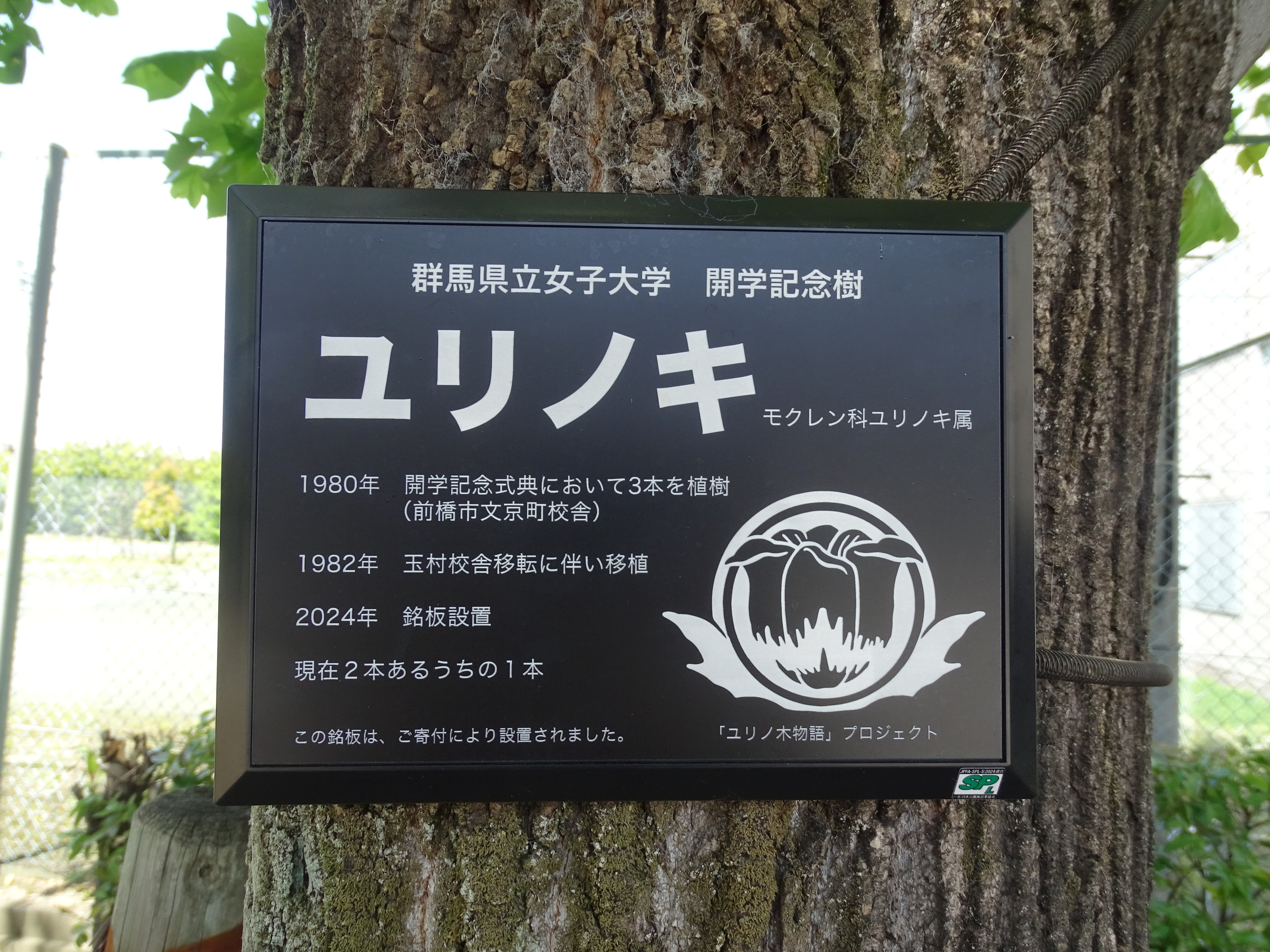 26_GPWU_Yurinoki_20260428_06.JPG