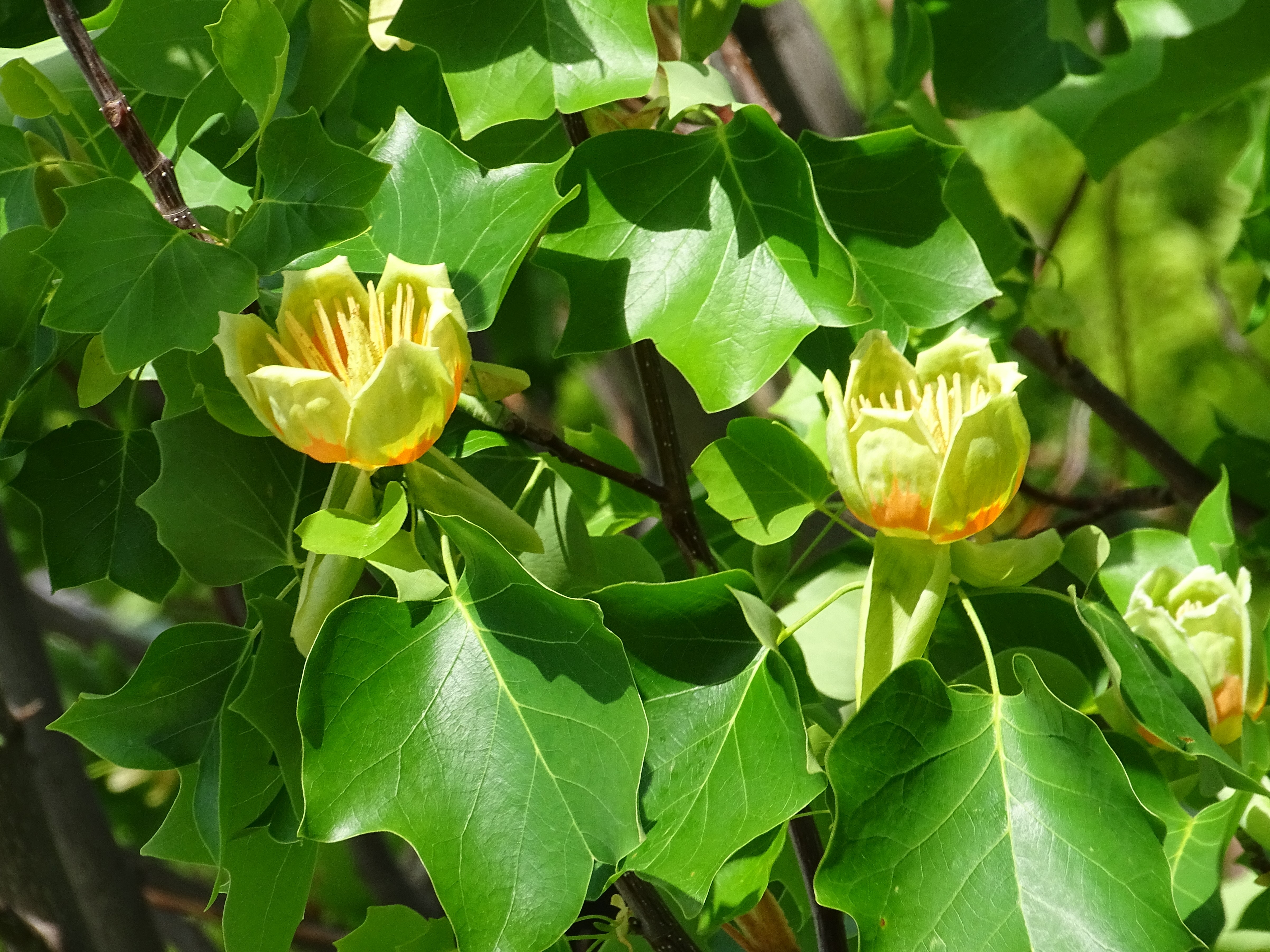 GPWU_Yurinoki_02_20250507.JPG
