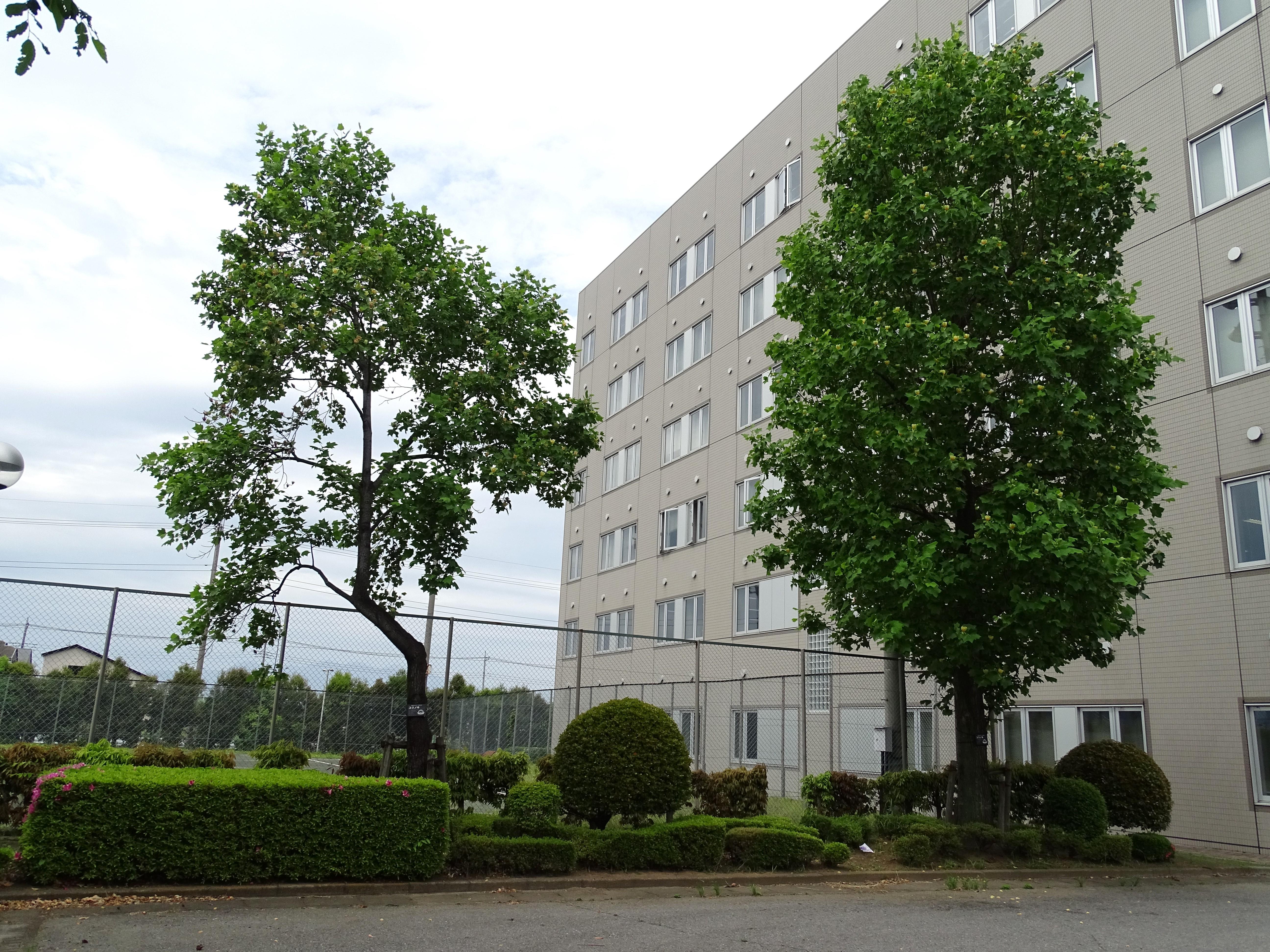 開学記念樹ユリノキ　2024.05.06撮影