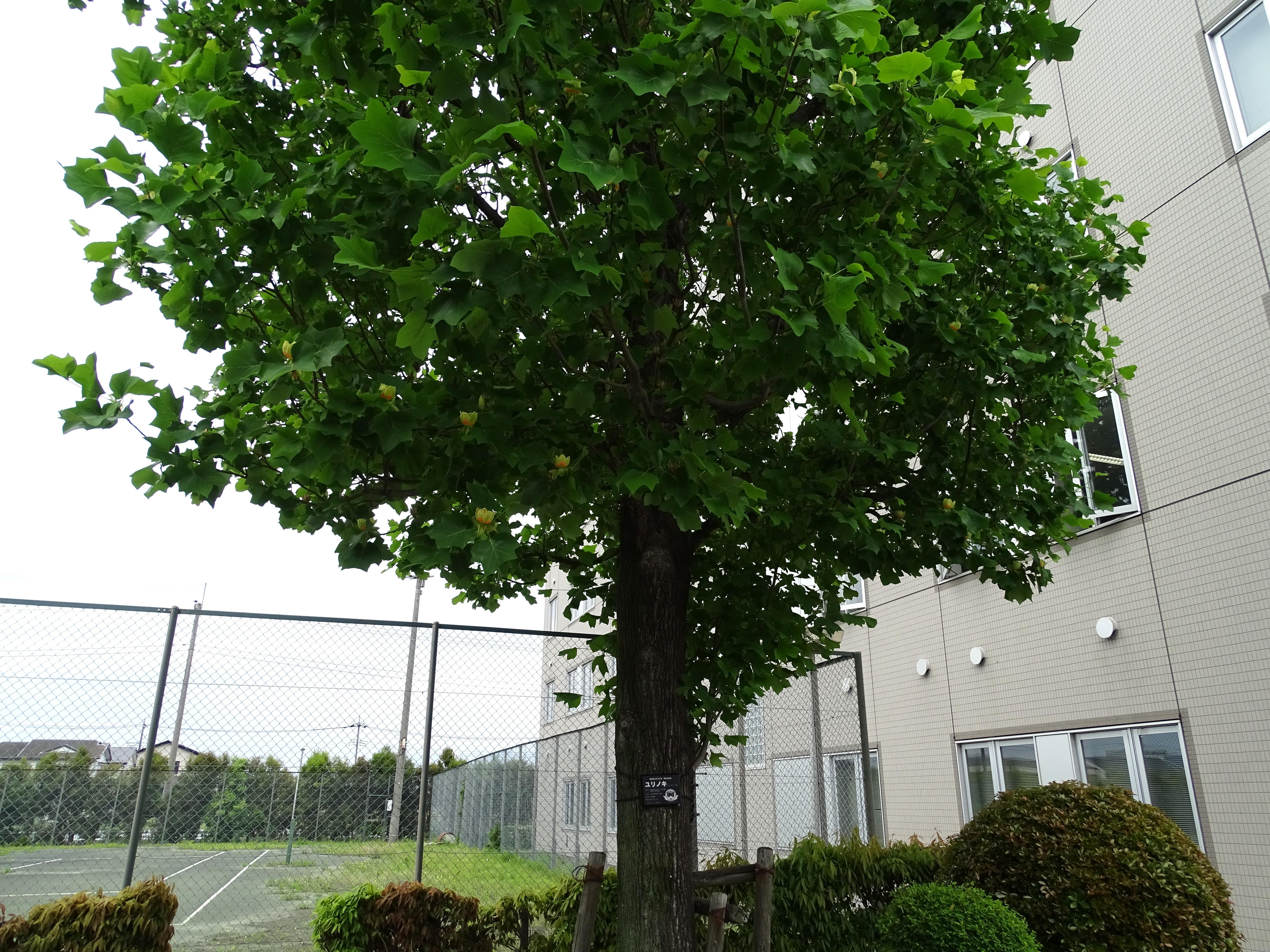 開学記念樹ユリノキ　2024.05.06撮影
