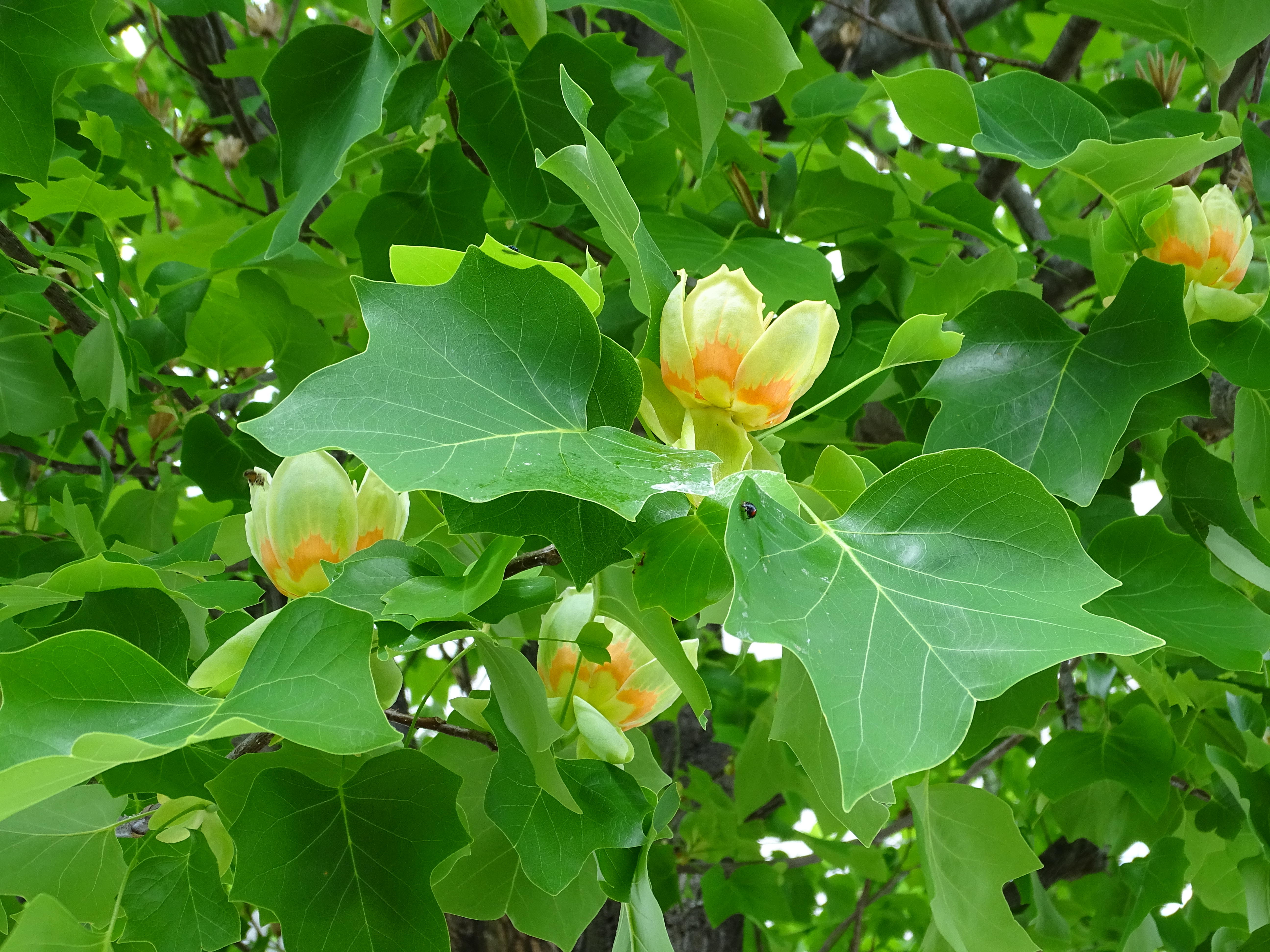 ユリノキの花　2024.05.06撮影